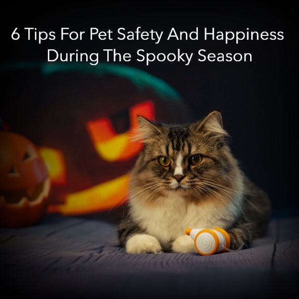 6 Tips For Pet Safety And Happiness During The Spooky Season