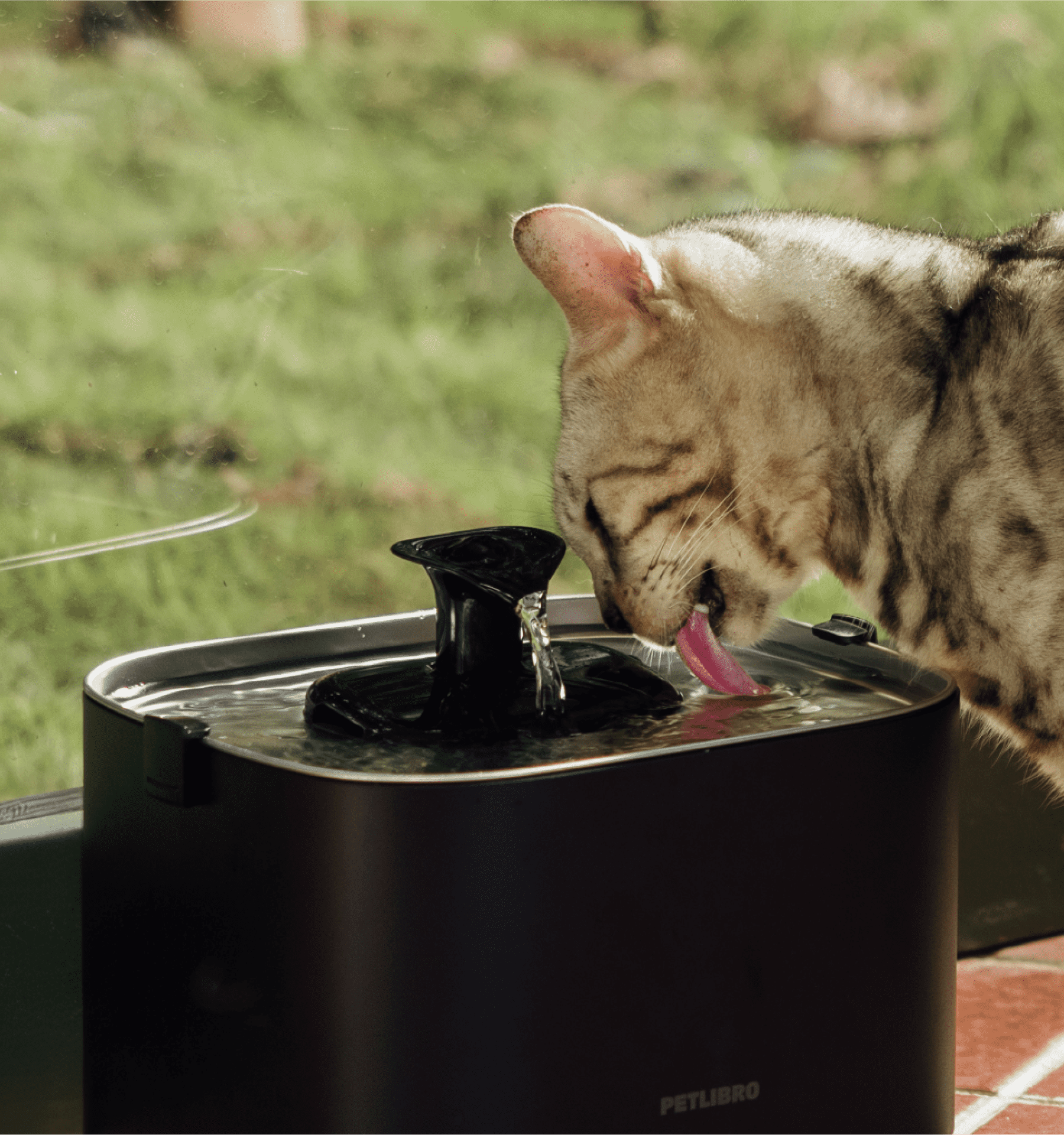 Why pet parents are upgrading from water bowls this summer
