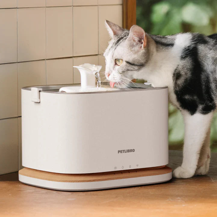 Keeping Cats Hydrated in Summer: 7 Questions Every Pet Parent Should Ask