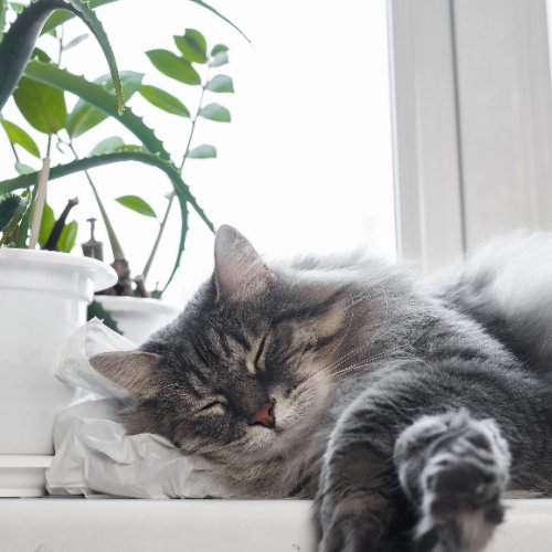 Creating a Cat-Friendly Home: Tips for an Enriching Environment