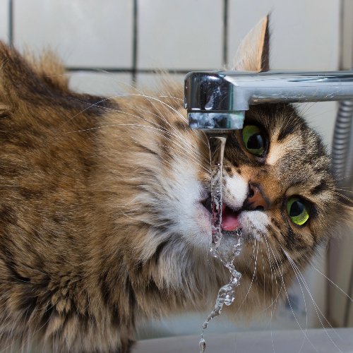 Decoding Cat Thirst: Understanding Why Your Cat is Drinking So Much Water
