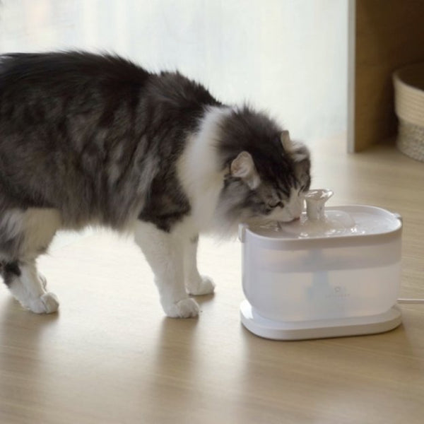 Hydration on Demand: Exploring the Benefits of a Pet Water Fountain