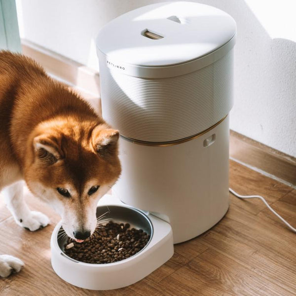 Preventing Overeating and Obesity in Pets: How an Automatic Feeder Can Help