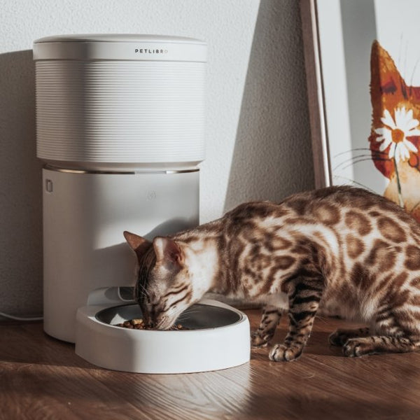 Tech-Savvy Cat Care: The Benefits of an Automatic Cat Feeder!
