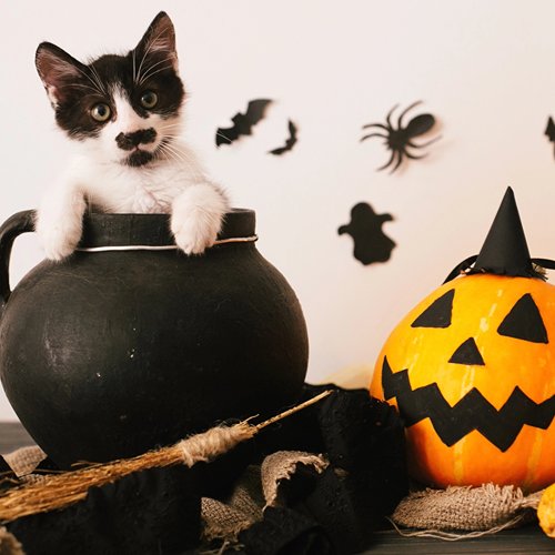The Mysterious Behavior of Cats on Halloween: What to Expect - PETLIBRO