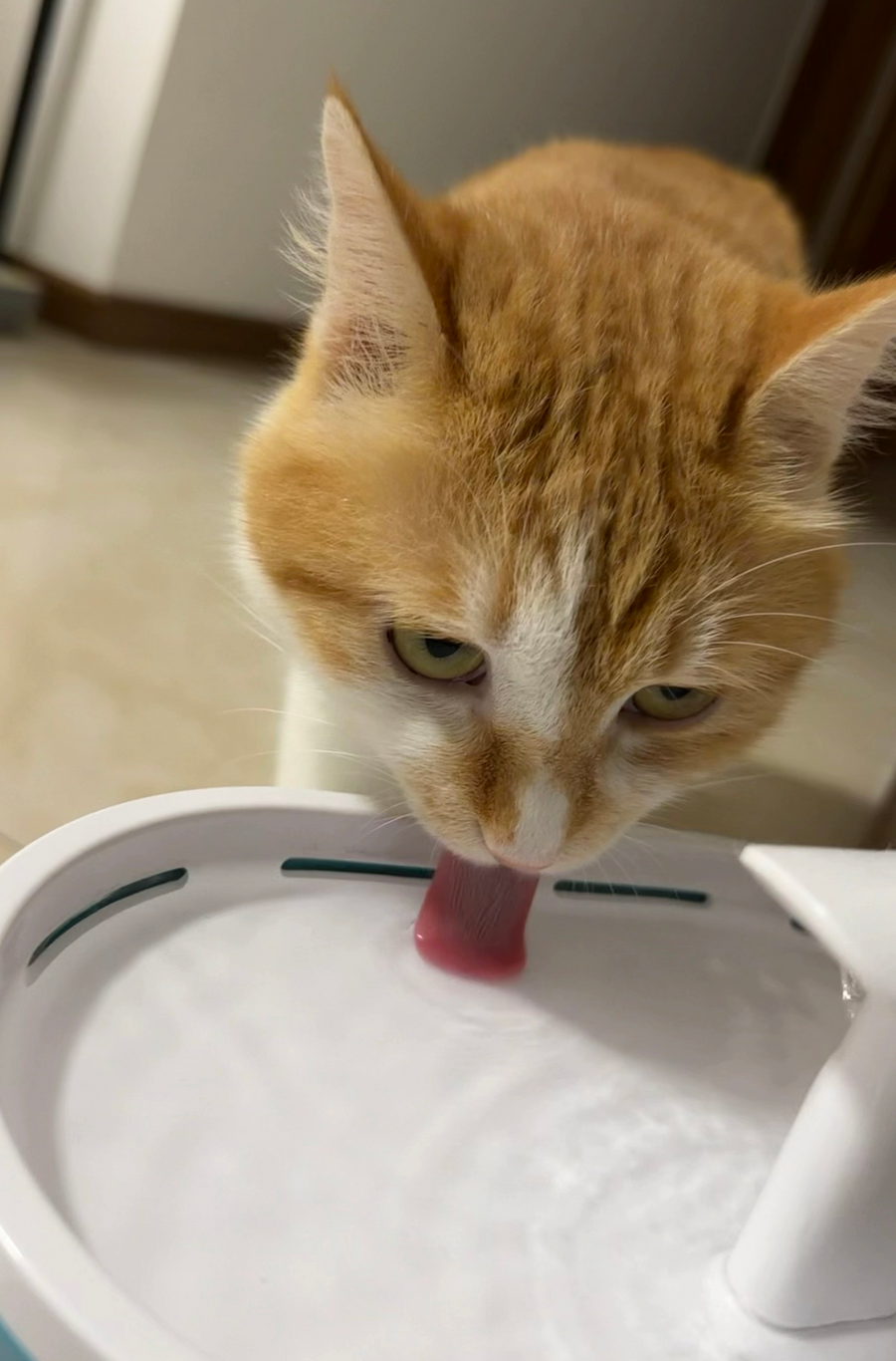 Paocai