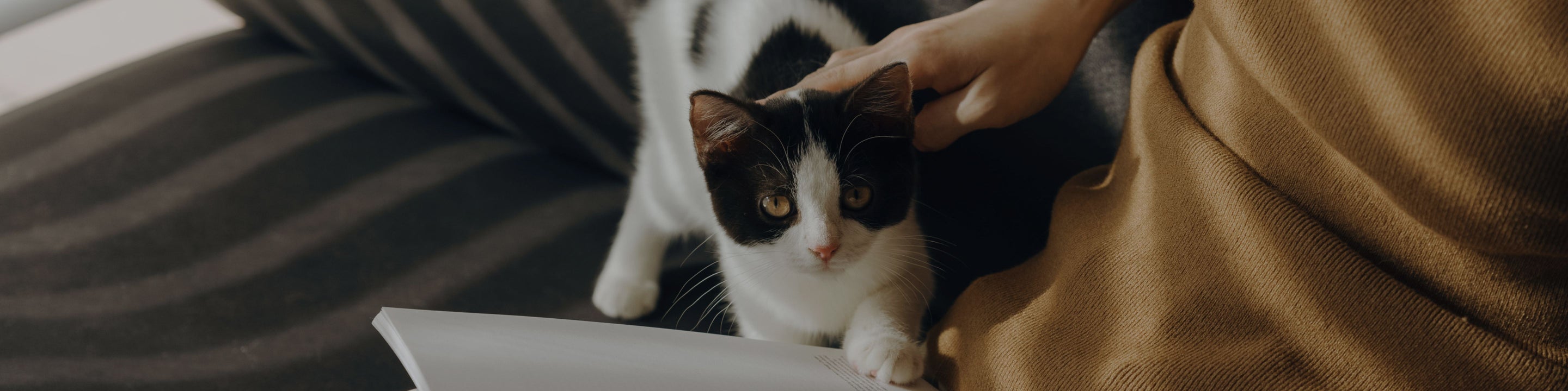 Petlibro lifestyle scene with a black and white cat being gently petted by a person wearing a brown sweater on a dark striped blanket