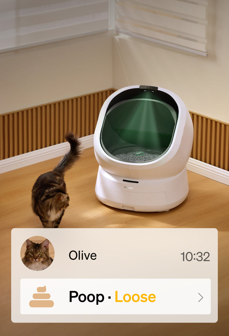 Petlibro automatic self-cleaning litter box in white with a cat nearby and app notification for loose poop alert