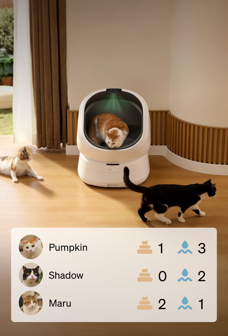 Petlibro automatic self-cleaning litter box in white with a cat inside and two cats nearby on wooden floor