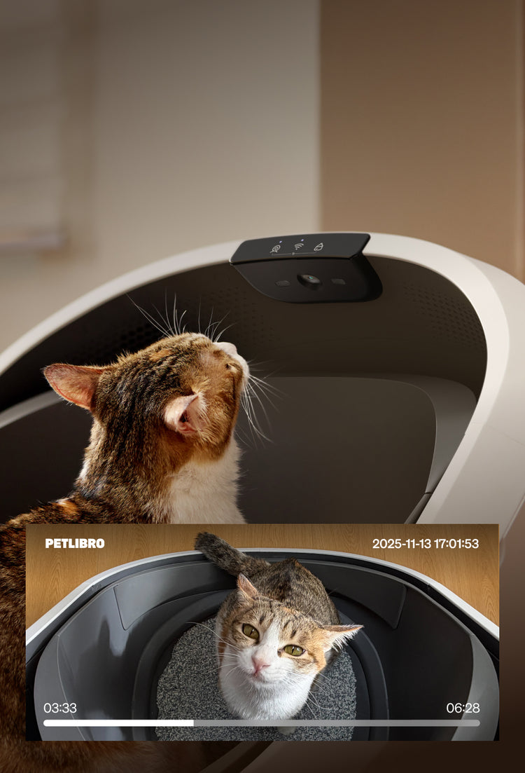 Petlibro smart cat litter box in white with built-in camera showing a tabby cat inside monitoring litter usage