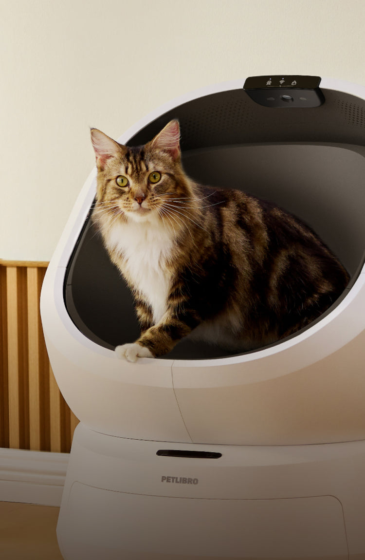 Petlibro automatic self-cleaning cat litter box in white with a tabby cat inside
