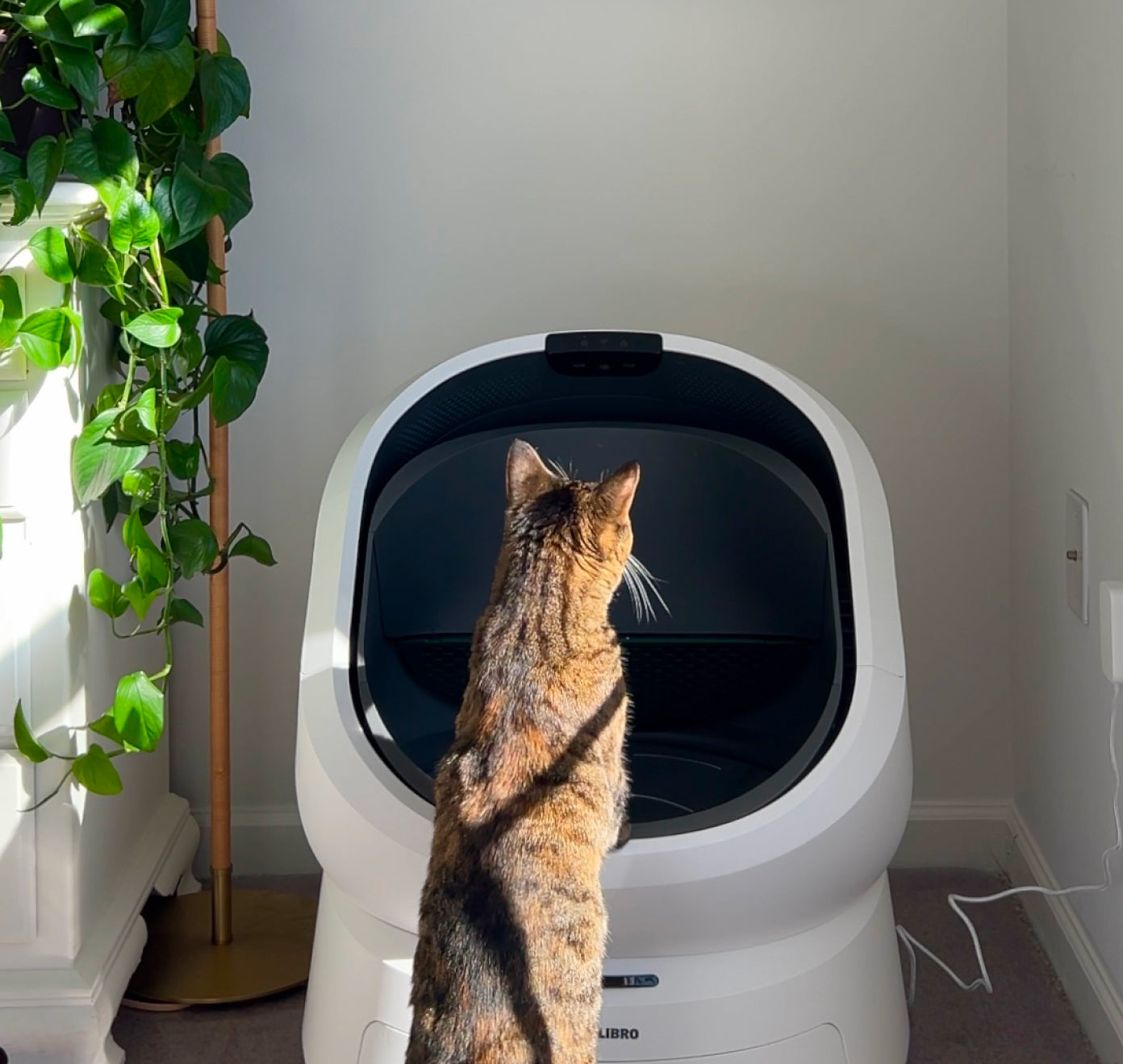 Petlibro automatic self-cleaning cat litter box in white with a tabby cat approaching indoors near a green plant and wall outlet