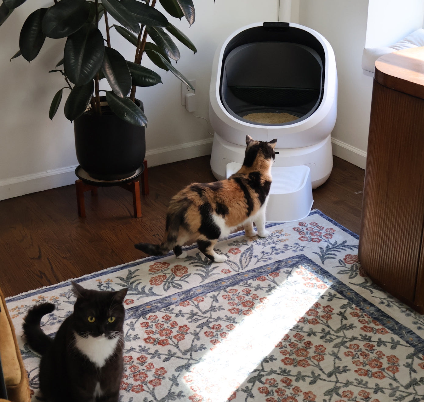 Petlibro automatic self-cleaning litter box in white with step stool, shown in a home setting with two cats nearby on a floral rug