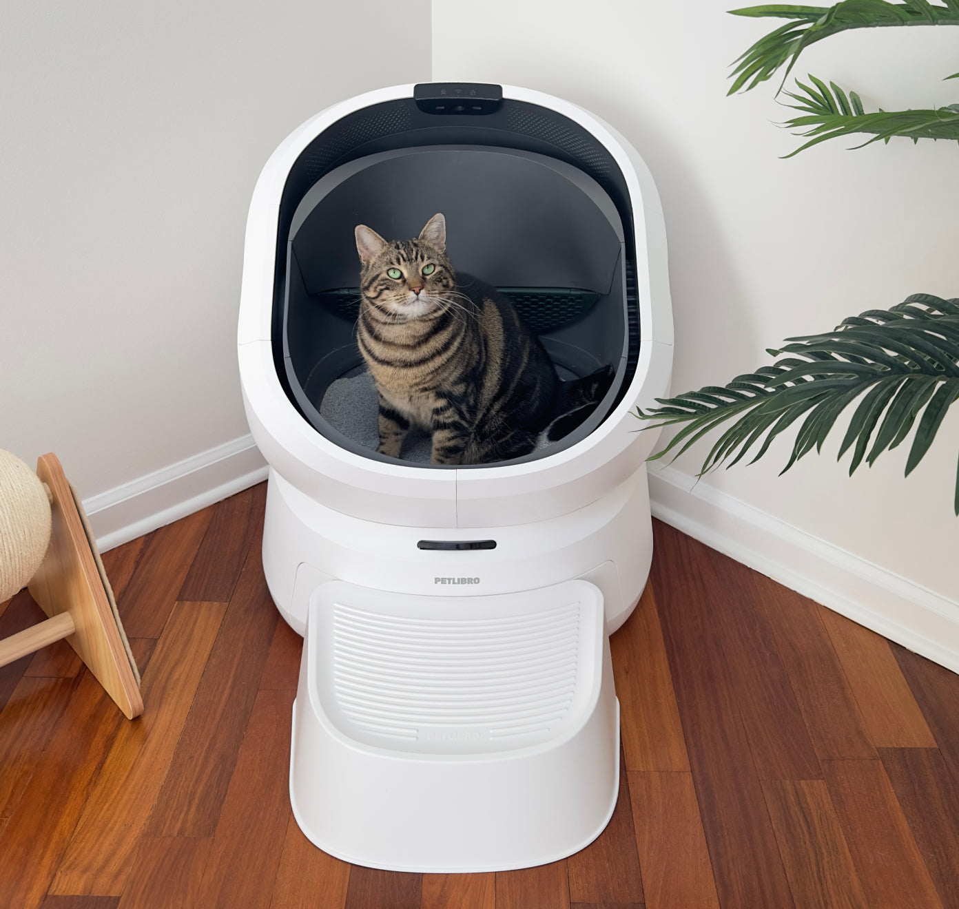 Petlibro automatic self-cleaning cat litter box in white with a tabby cat inside on wooden floor