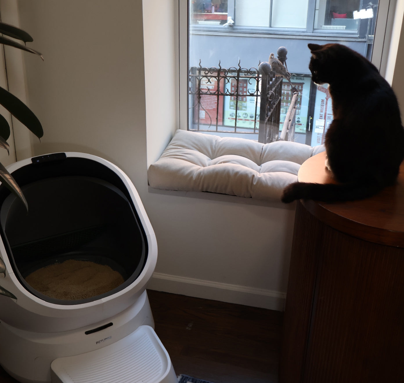 Petlibro automatic self-cleaning cat litter box in white with a black interior, placed near a window with a black cat sitting on a wooden table nearby.
