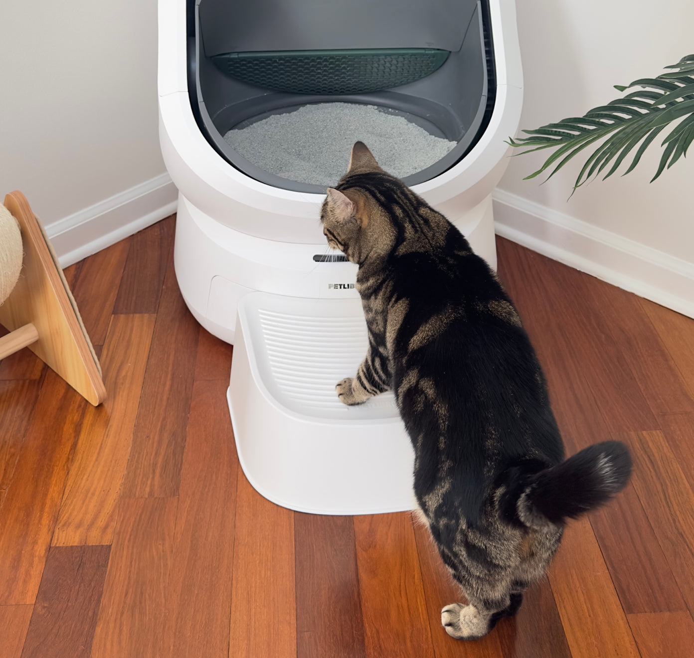 Petlibro automatic self-cleaning cat litter box in white with a tabby cat stepping on the entry ramp on a wooden floor