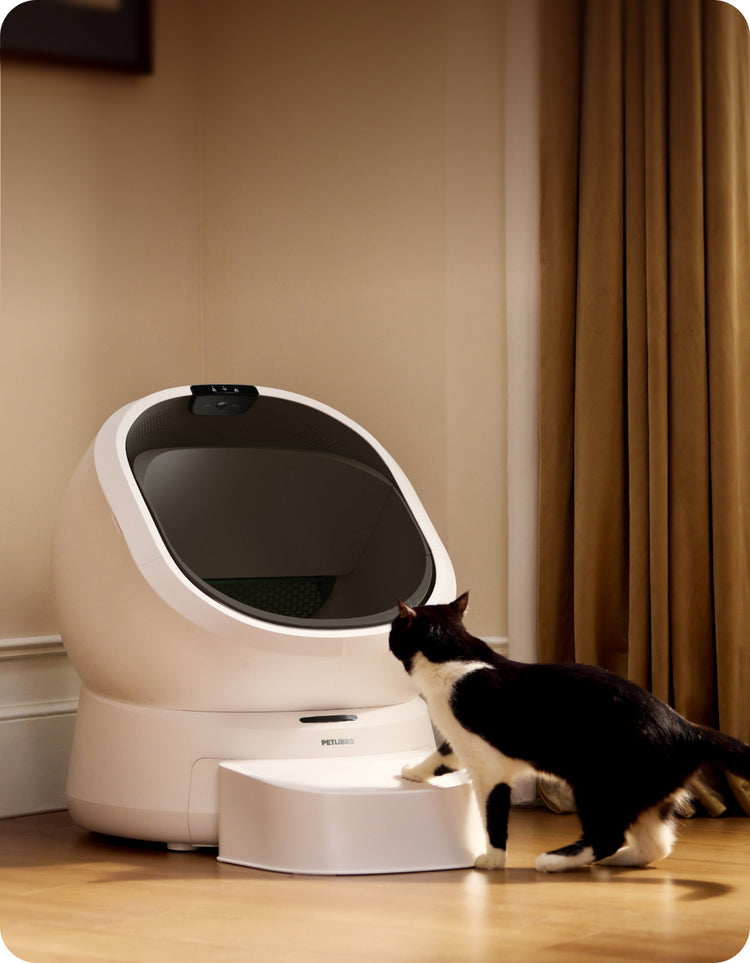 Petlibro automatic self-cleaning cat litter box in white with black interior and a black and white cat approaching it indoors