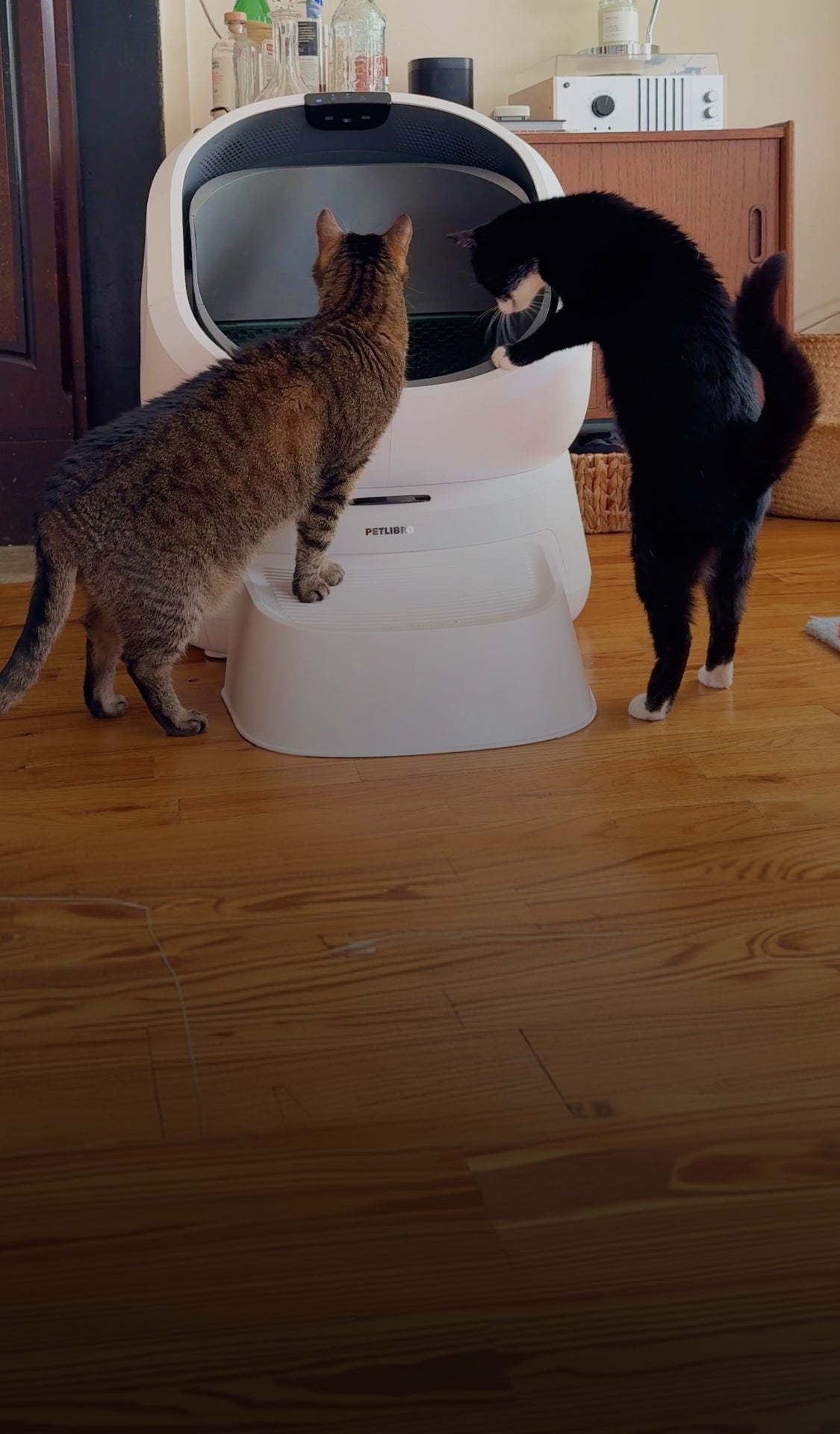 Petlibro PETLIBRO pet litter box, white automatic cat box with step, two cats inspecting the open entry indoors