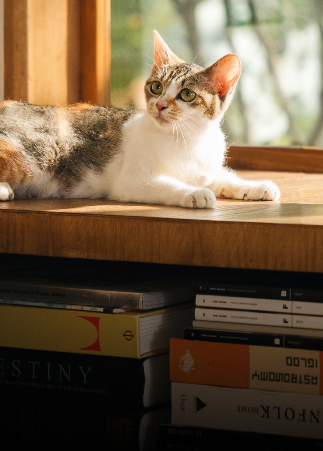 Petlibro PETLIBRO pet cat lounging on a wooden windowsill in sunlight, lifestyle scene for litter box training and care