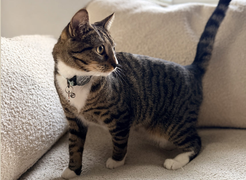 Petlibro tabby cat on beige sofa wearing collar; rfid cat feeder, smart cat feeder with camera, cat feeder portion control for weight management feeder