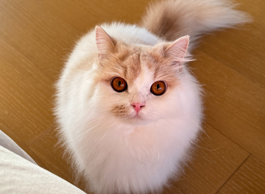 Petlibro fluffy white-and-ginger cat on wood floor; pet feeder for multiple cats, rfid cat feeder, smart camera proof, portion control wifi reliability