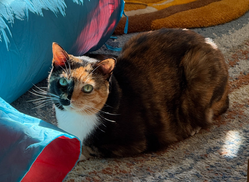 Petlibro calico cat on carpet beside blue tunnel; Multi-Cat Feeding pet feeder for multiple cats, rfid cat feeder, camera proof, portion control wifi reliability