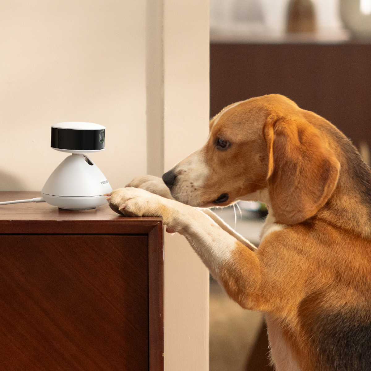 Petlibro pet camera in white and black on wooden surface with a beagle dog curiously looking at it
