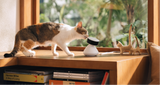 Cat interacting with a small robot on a desk with books and decor