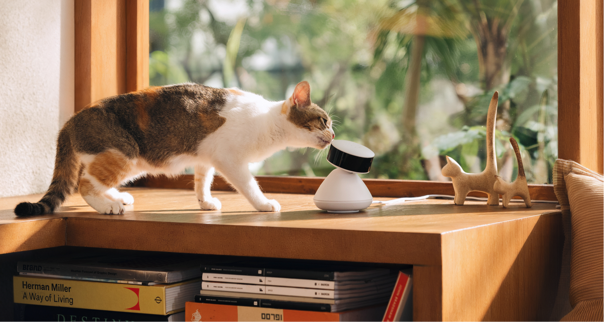 Cat interacting with a small robot on a desk with books and decor