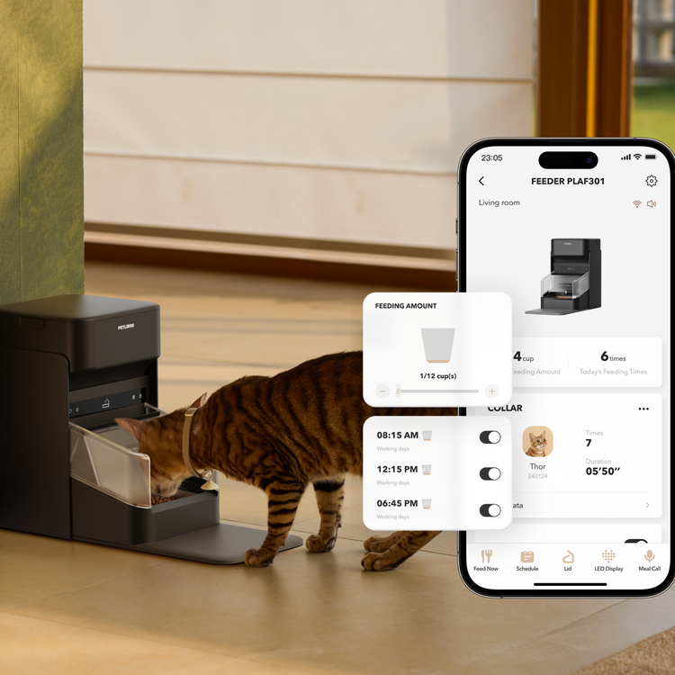 Petlibro automatic black pet feeder dispensing food to a brown tabby cat with mobile app scheduling interface shown