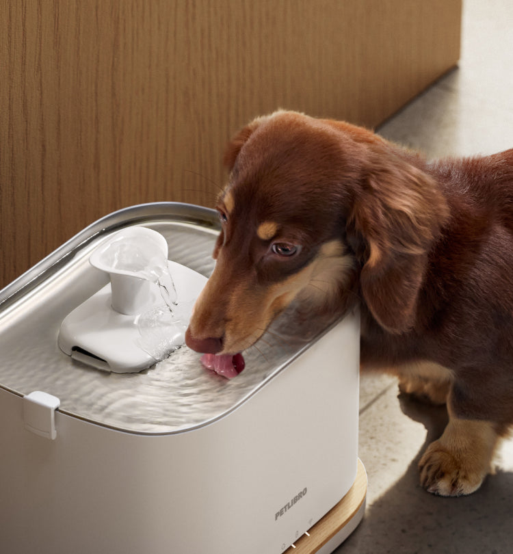 Petlibro Luma smart pet water fountain, white automatic dispenser with flowing stream, puppy drinking beside it indoors