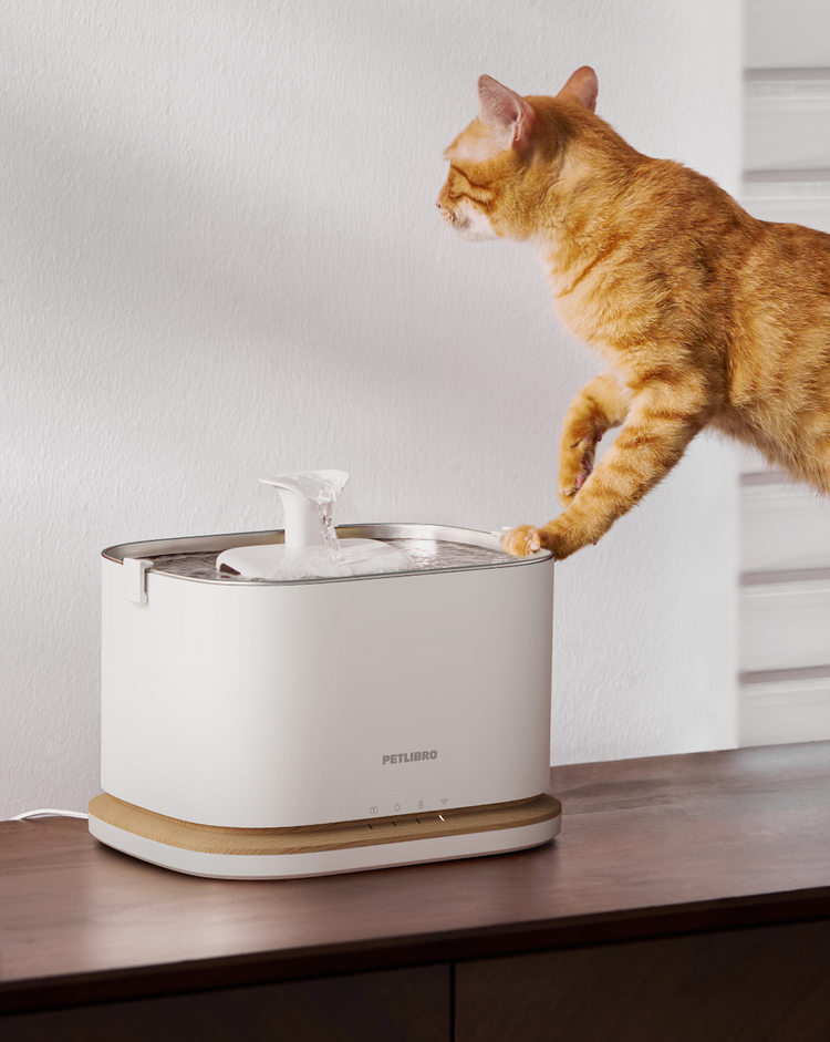 Petlibro Luma pet water fountain, white with wood base; cat drinks—Petlibro Luma odor control, luma smart litter box, automatic litter box, litter box deodorizer