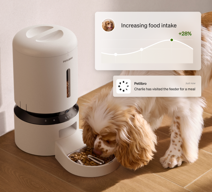 Petlibro automatic pet feeder in beige with digital control panel, dispensing dry food to a small brown and white dog indoors