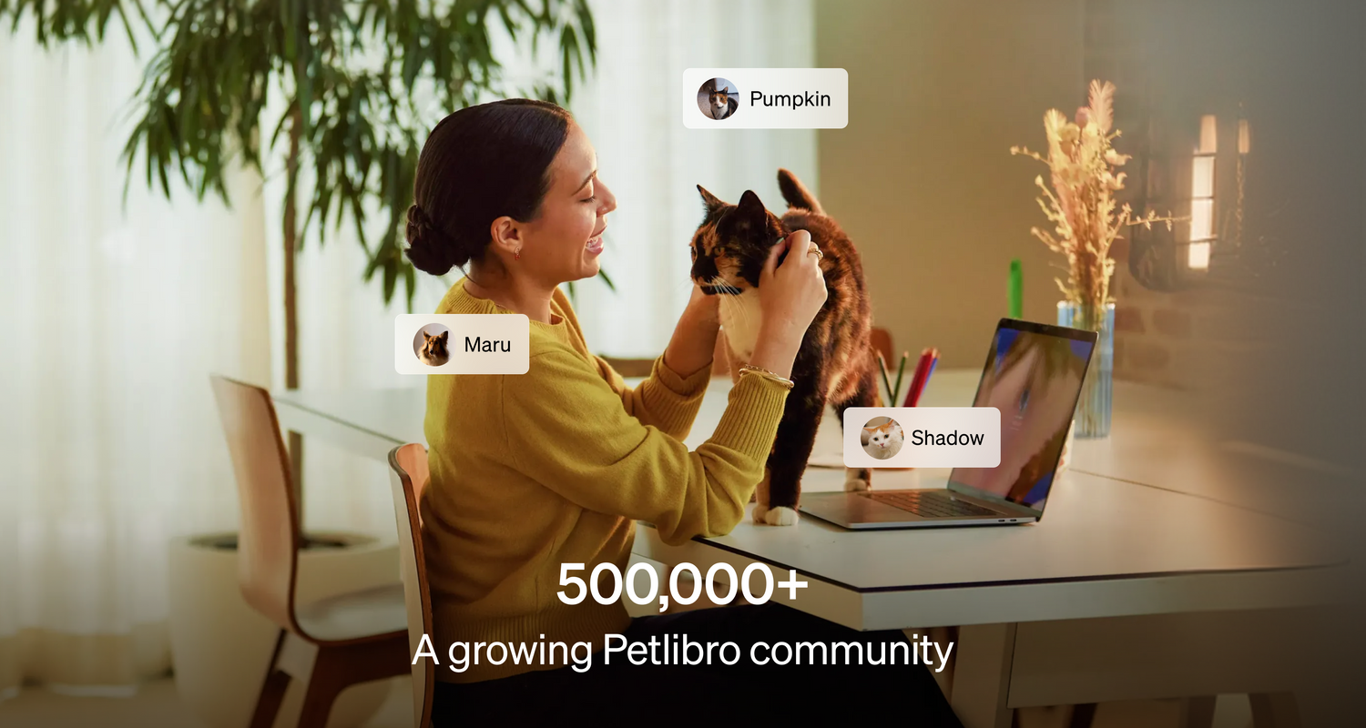 Petlibro lifestyle scene showing a woman petting a calico cat on a desk with a laptop in a cozy home office environment