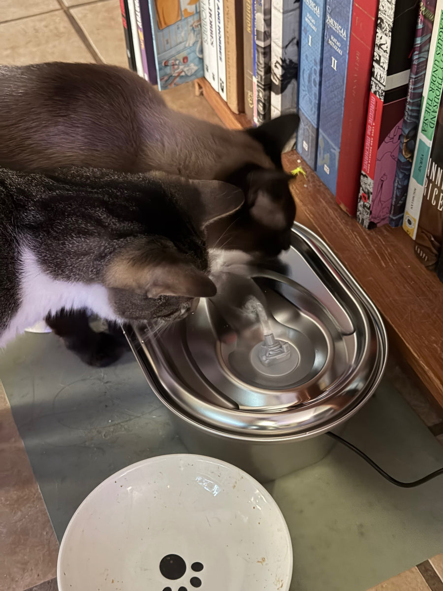 Customer pet hydration photo