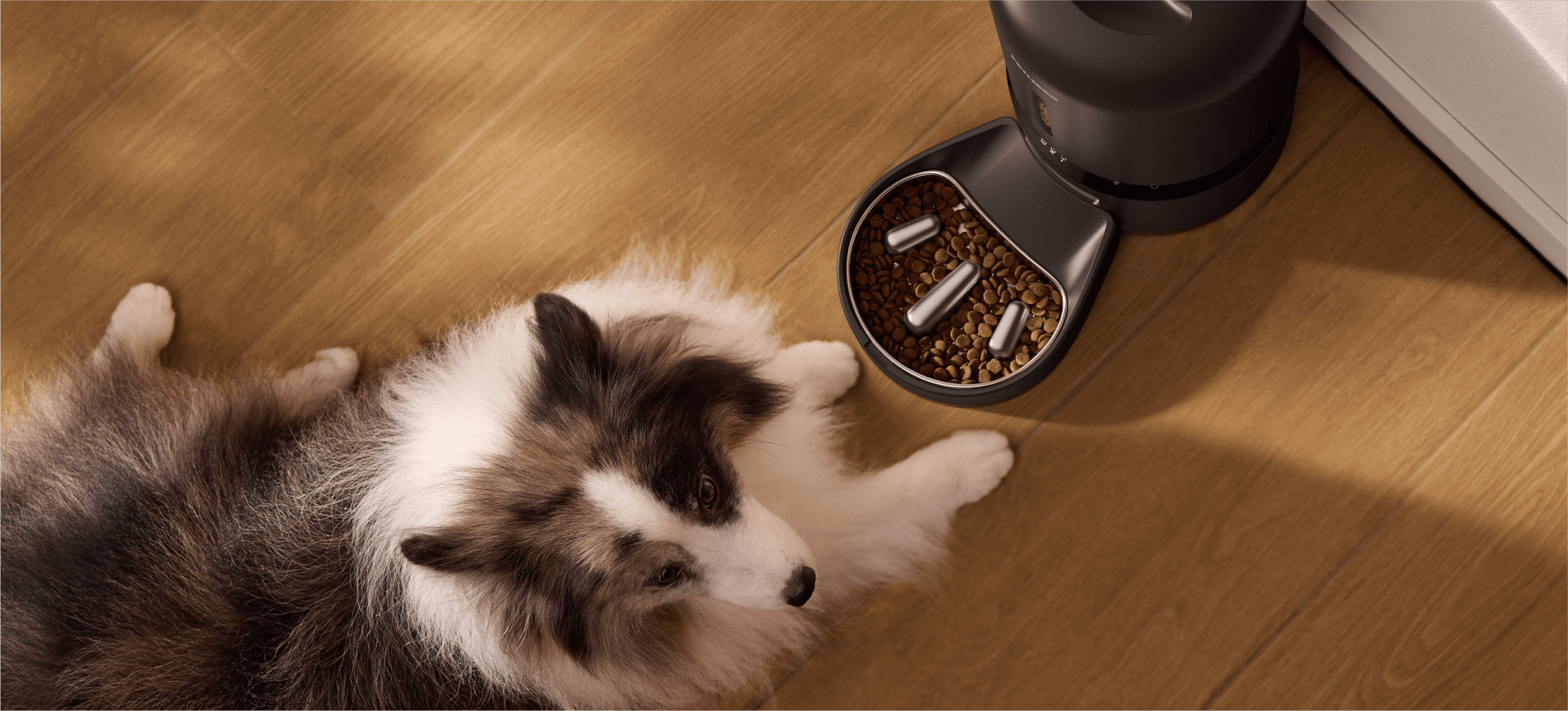 Petlibro PETLIBRO cat automatic feeder with kibble bowl on wood floor beside resting dog, pet fountain setup nearby