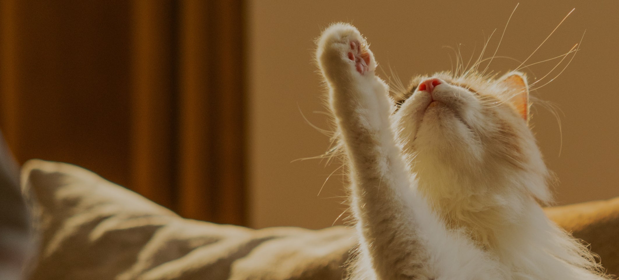 Petlibro close-up of a white and orange cat raising its paw indoors with warm sunlight and soft cushions in the background