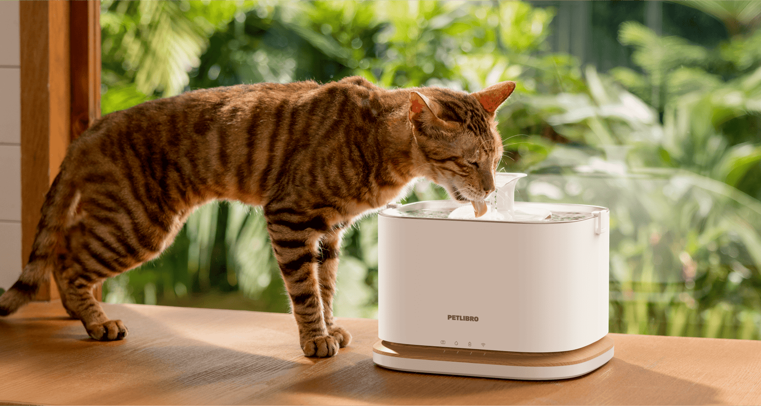 Petlibro PETLIBRO pet cat drinking from white water fountain on table; litter box brand keywords included for SEO