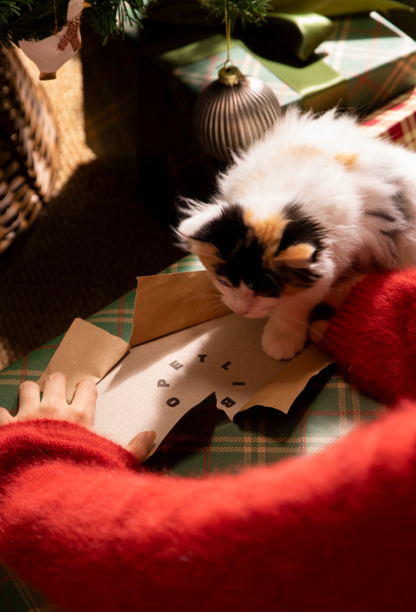 Petlibro lifestyle scene with a person in red sweater unwrapping a gift near a calico kitten on plaid wrapping paper and Christmas decor