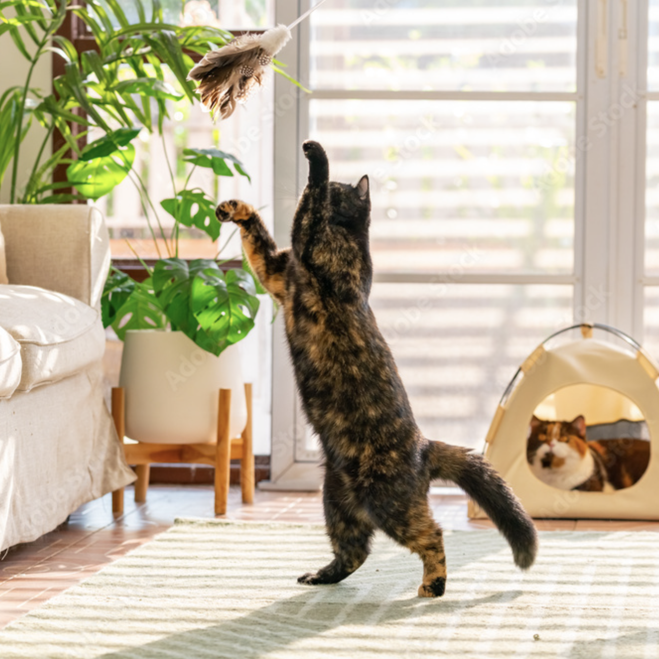 Petlibro PETLIBRO pet litter box scene with cat playing on rug, another cat resting in beige covered litter box by window