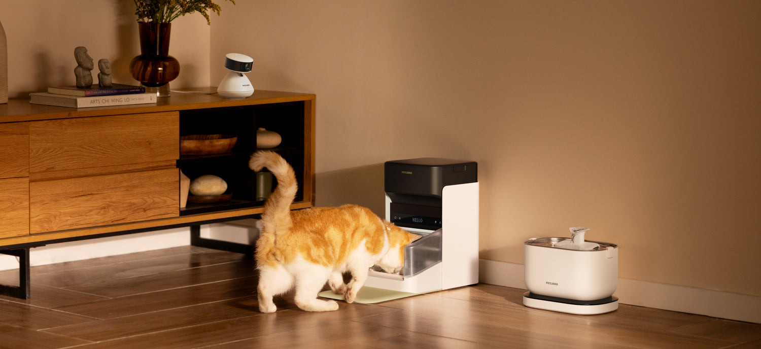Petlibro automatic pet feeder in white and black, dispensing food to a cat in a cozy home setting.