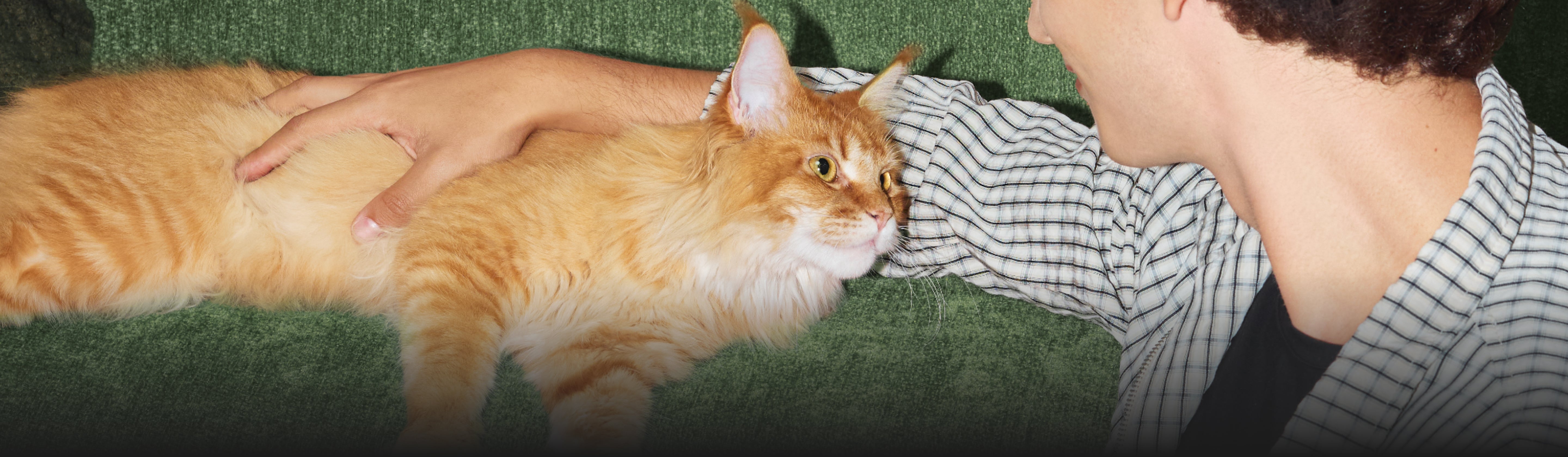 Petlibro orange longhair cat cuddled by owner on green sofa, Petlibro Luma odor control luma smart litter box automatic self cleaning litter box deodorizer