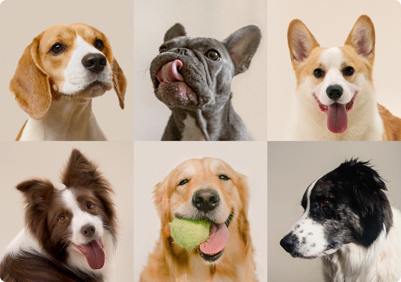 capsule dog fountain, petlibro dog fountain, dog water fountain, drinking, best, outdoor